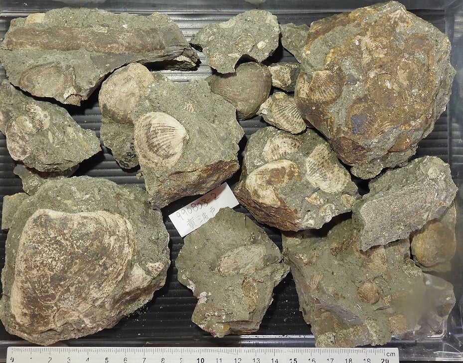 山口県長門市の化石 | kulif 化石 富貴蘭 石斛 寒葵 食虫植物 桜草