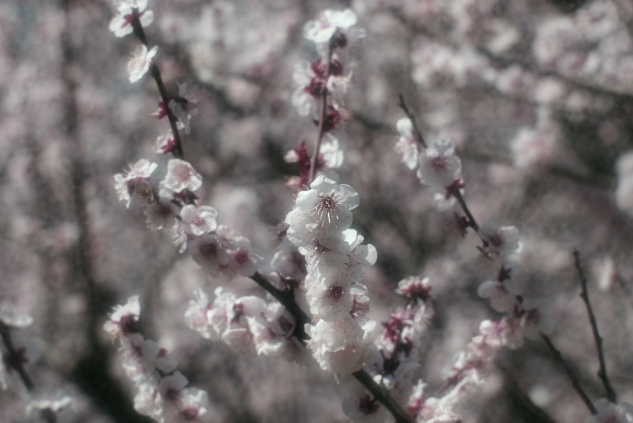 Rodenstock Imagon 200mm H5.8 - 67用のソフトレンズの描写ですが