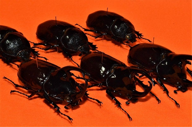 ケンタウルスオオカブトムシ Augosoma centaurus | 昆虫漂流記