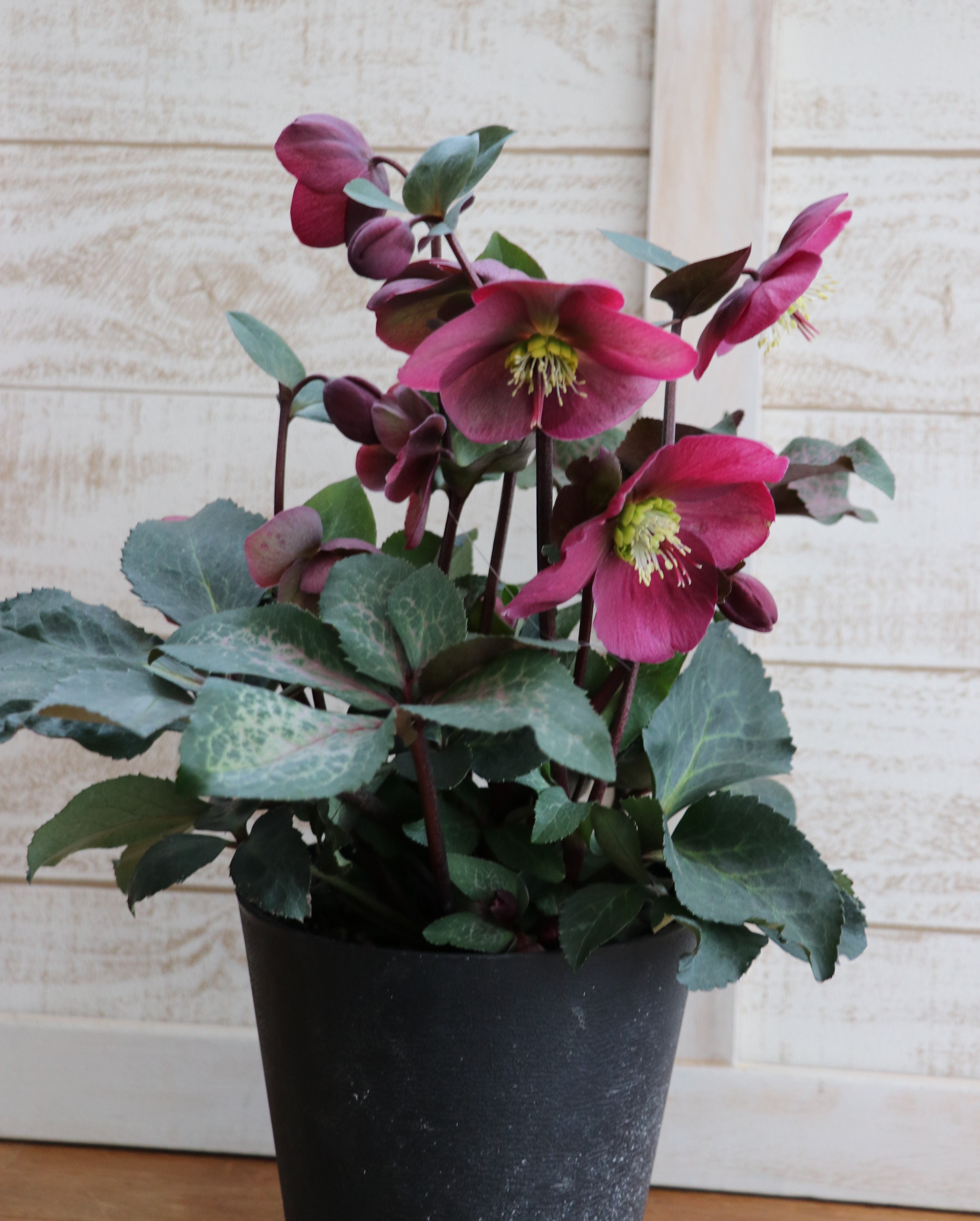 クリスマスローズ'アンナズレッド'に遭遇 | キヨミのガーデニング