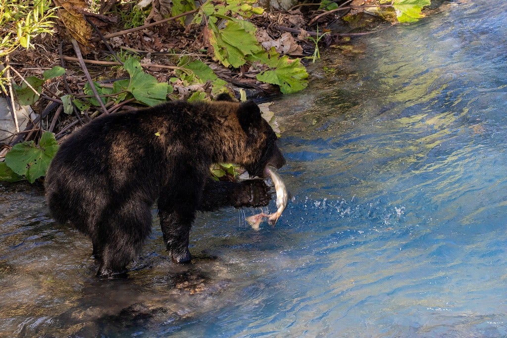 知床ヒグマ～誰も教えてくれない知床ヒグマ最新事情～ | ZXねこままんR