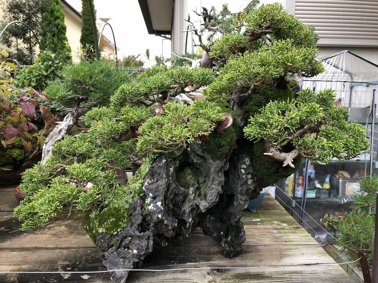 r*i様 [サービスオークション盆栽]真柏/石付き や*ー様 [サービス