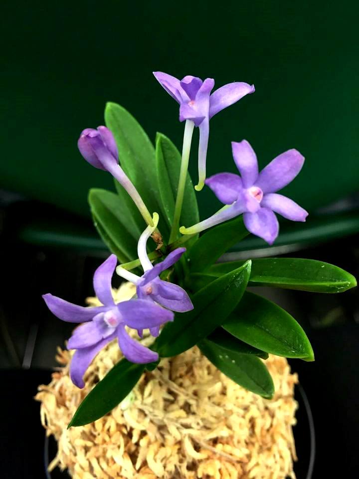 洋ラン交配の富貴蘭と自然種の富貴蘭の花 | ranja-ponpoko-47のブログ