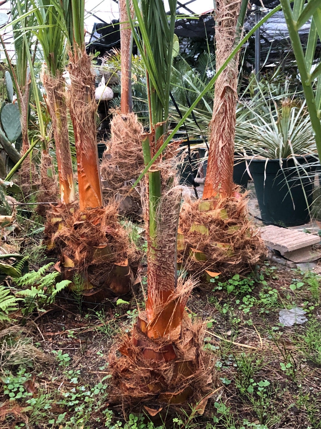 ココスヤシの鉢上げも来春に持ち越しです。 | コタブロ日記 多肉植物