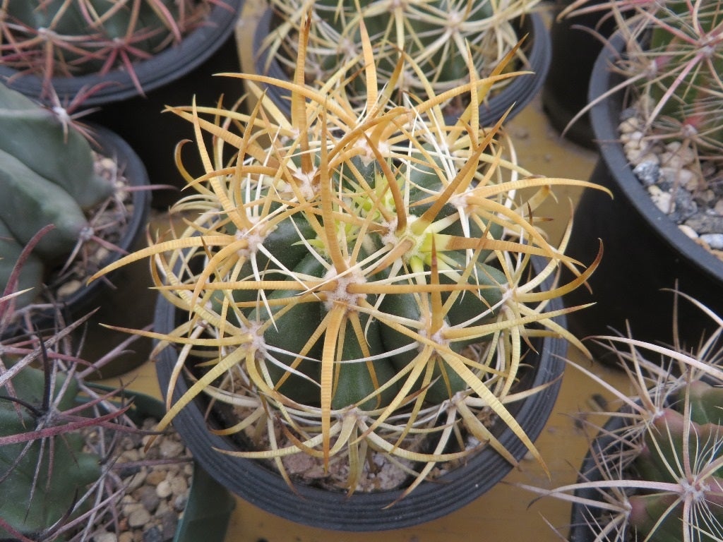 フェロカクタス・黄金冠 | masakatoの植物雑記