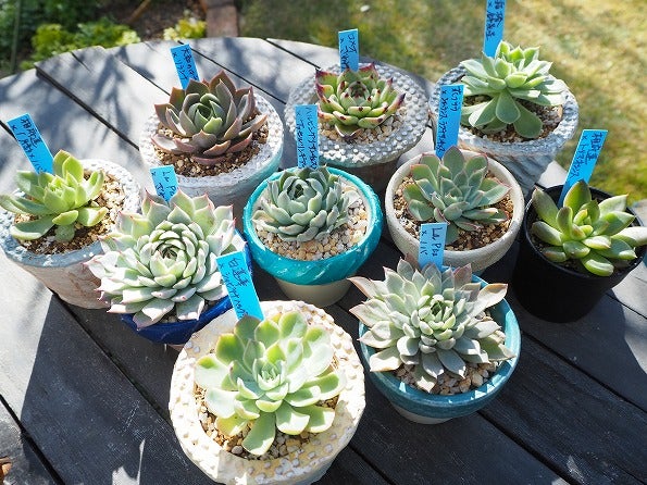 おらいさん苗青札コレクション成長記録 | ブログ版Olive&SucculentGarden