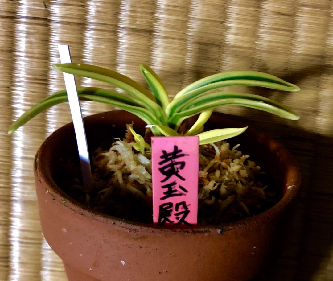 黄玉殿】 | 富貴蘭を楽しんでブログ