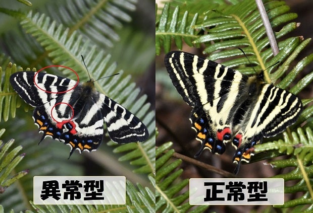 ギフチョウ 異常型 兵庫県播州地方 2020年4月2日 | 昆虫漂流記