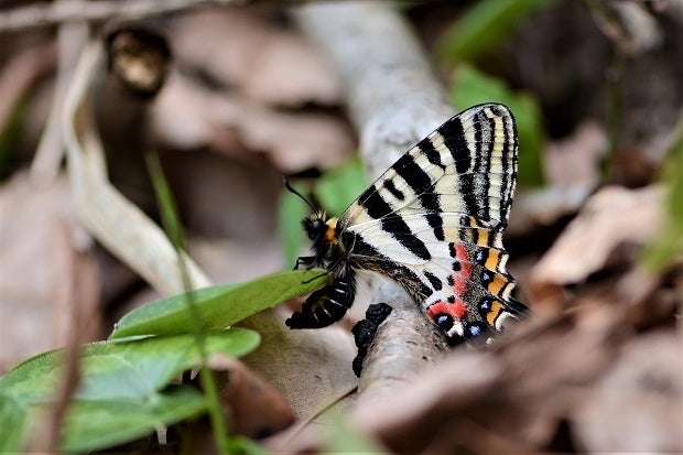 ギフチョウ 産卵 兵庫県 2020年4月15日,17日 | 昆虫漂流記