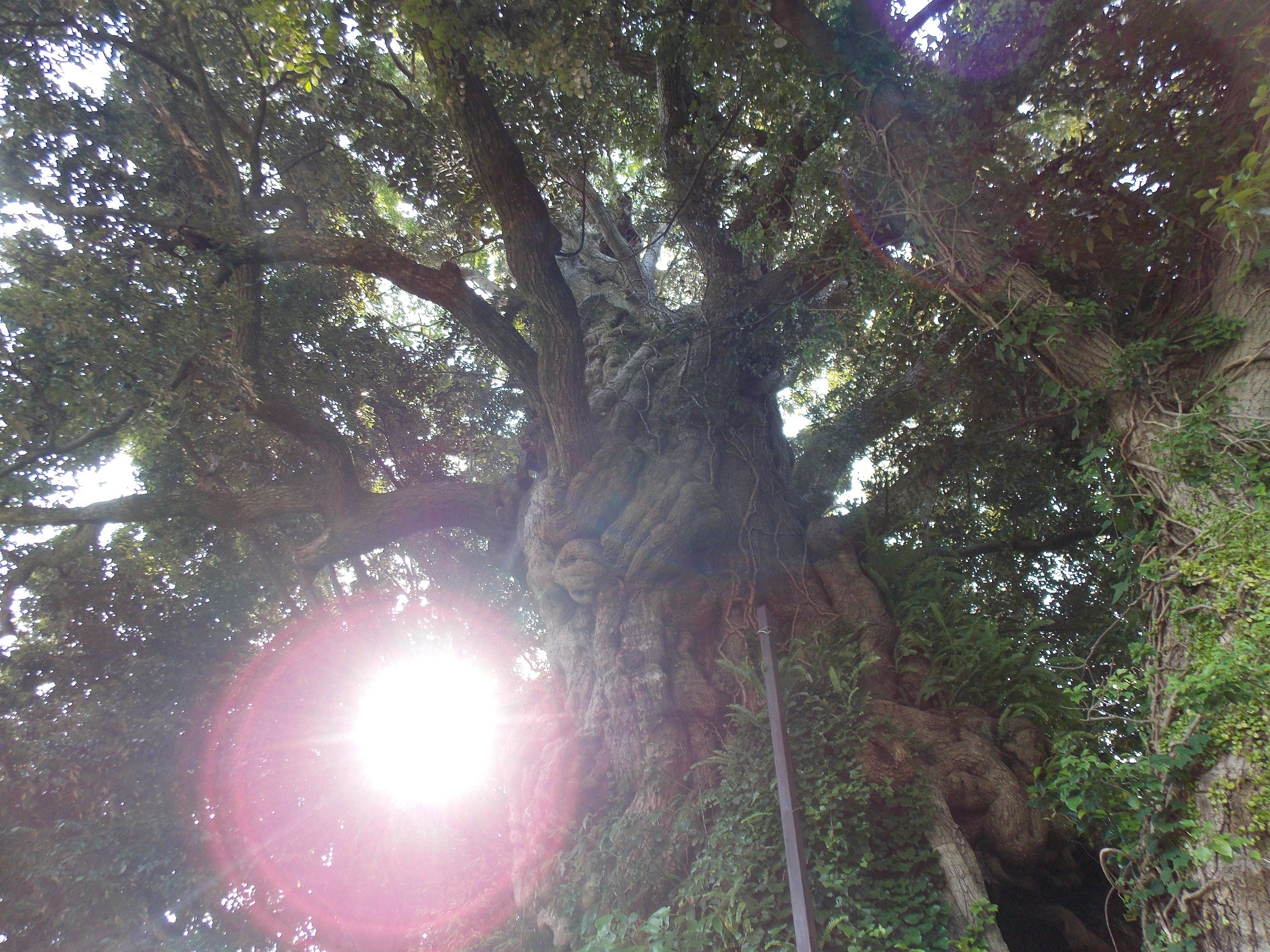 肥田式強健術案内 24 | ブログ 聖中心道肥田式強健術