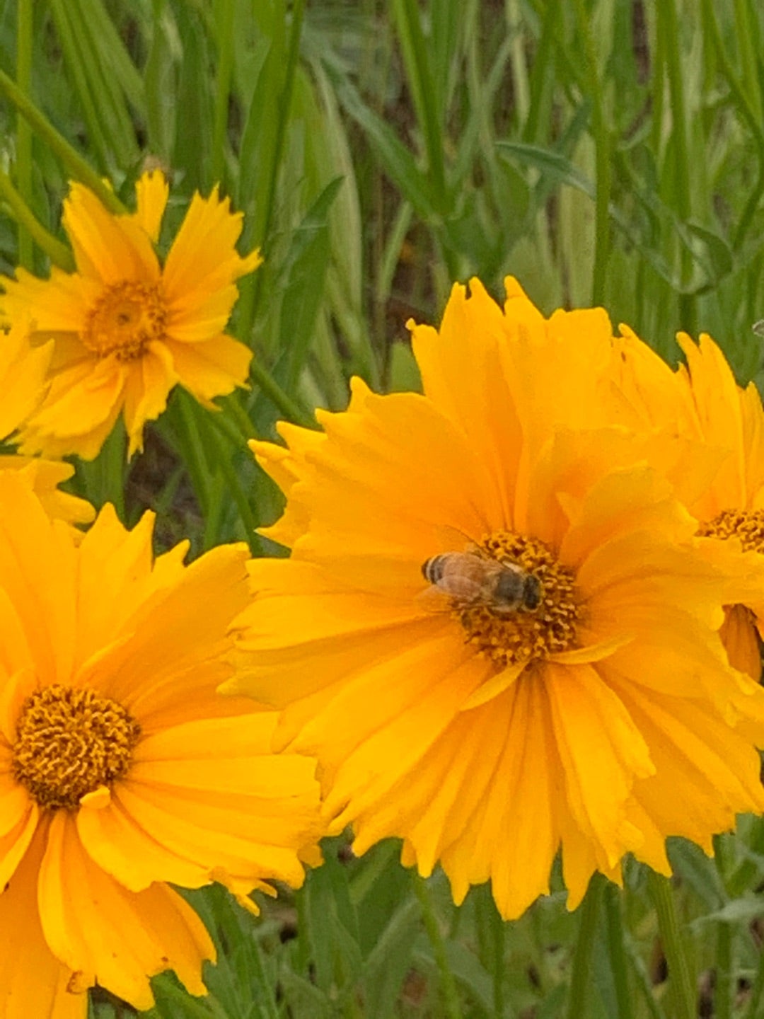 蜂針療法を受けてみた！】 | ☆みつばちモフモフ通信☆