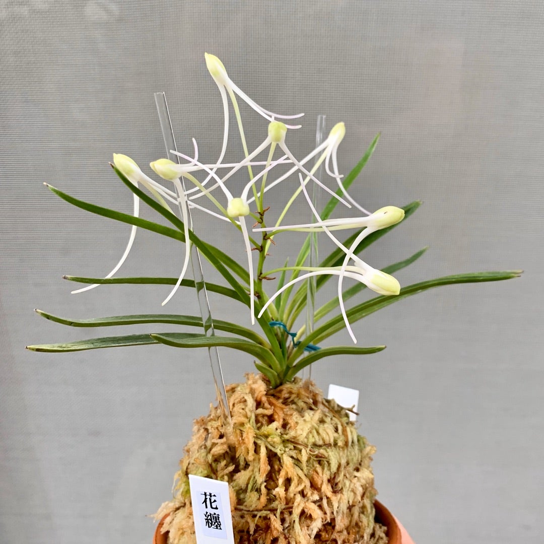 富貴蘭 三蝶咲きの名花「花纏(はなまとい)」の開花！ | 豊の国の翁