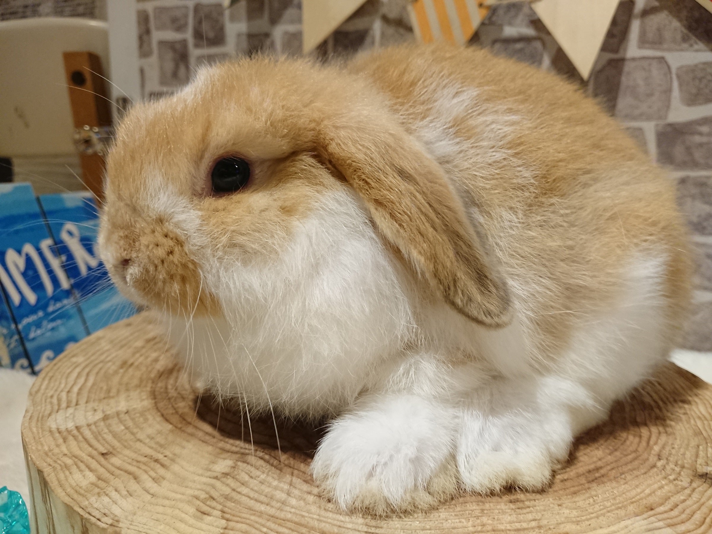 ☆ぺろぺろ☆ | 札幌のうさぎ専門店“mon Lapin”のブログ