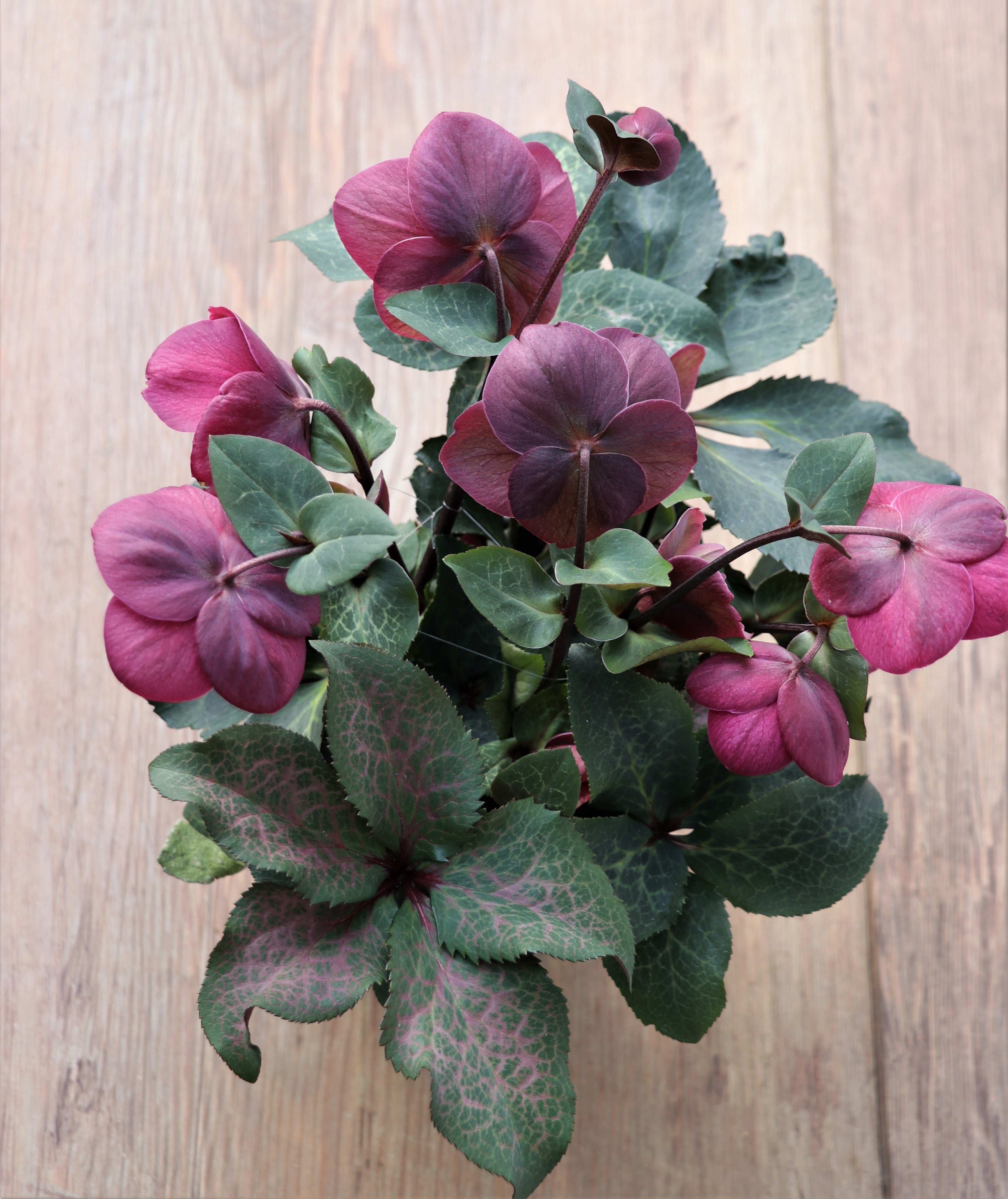 クリスマスローズを鉢植えで楽しむ | キヨミのガーデニングブログ 長澤