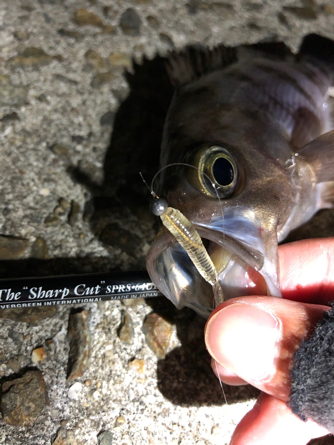 シャープカット！ | 釣りは俺の生きる道