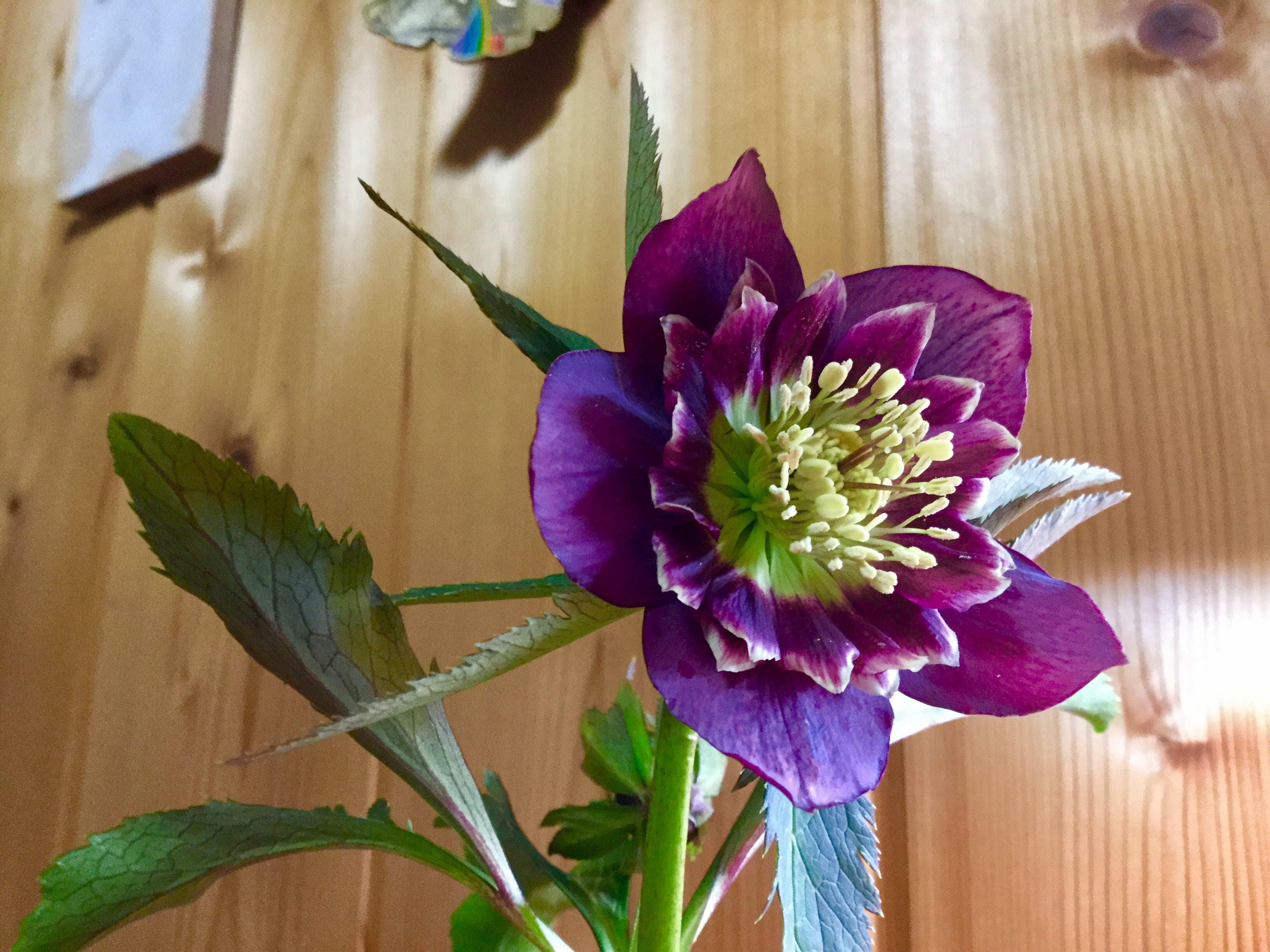 2020クリスマスローズ Vol.3 雅 | ガーデニング＆ランニング