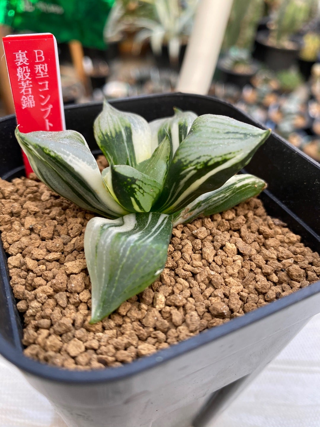 フゥ−モぉノん…パート2 | 多肉ライダーの超真面目なテキトーブログ