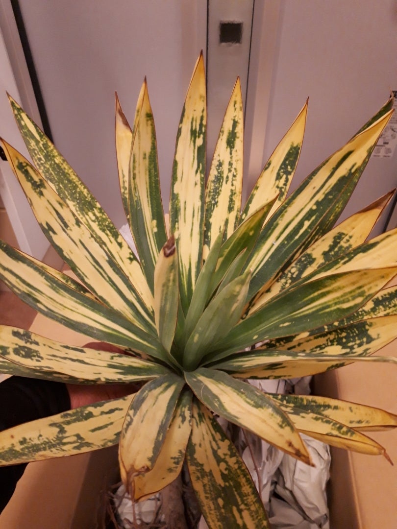 ユッカグロリオサ散り斑‼️‼️‼️‼️ | ドライガーデン&金魚