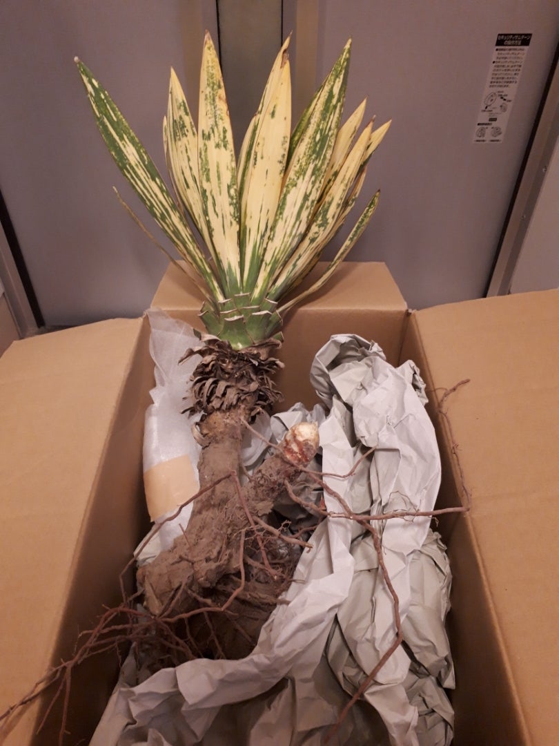 ユッカグロリオサ散り斑‼️‼️‼️‼️ | ドライガーデン&金魚