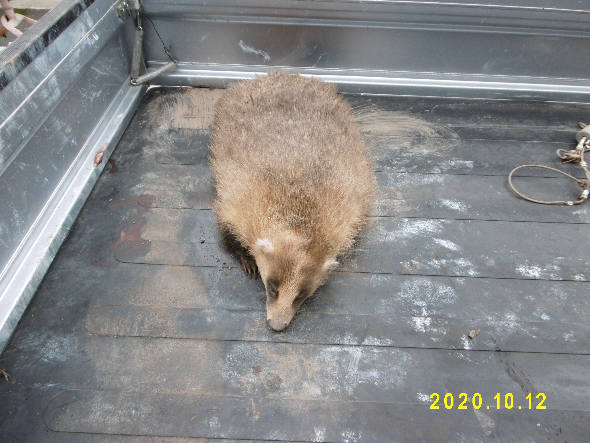 アナグマ毛皮なめし | 爺の気になるあんな事、そんな事