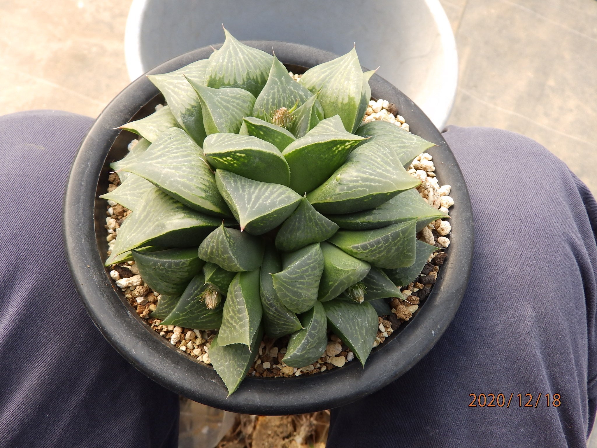 12月18日 ハオルチアの植え替え・カキ仔・葉差し | 姫路カクタスの