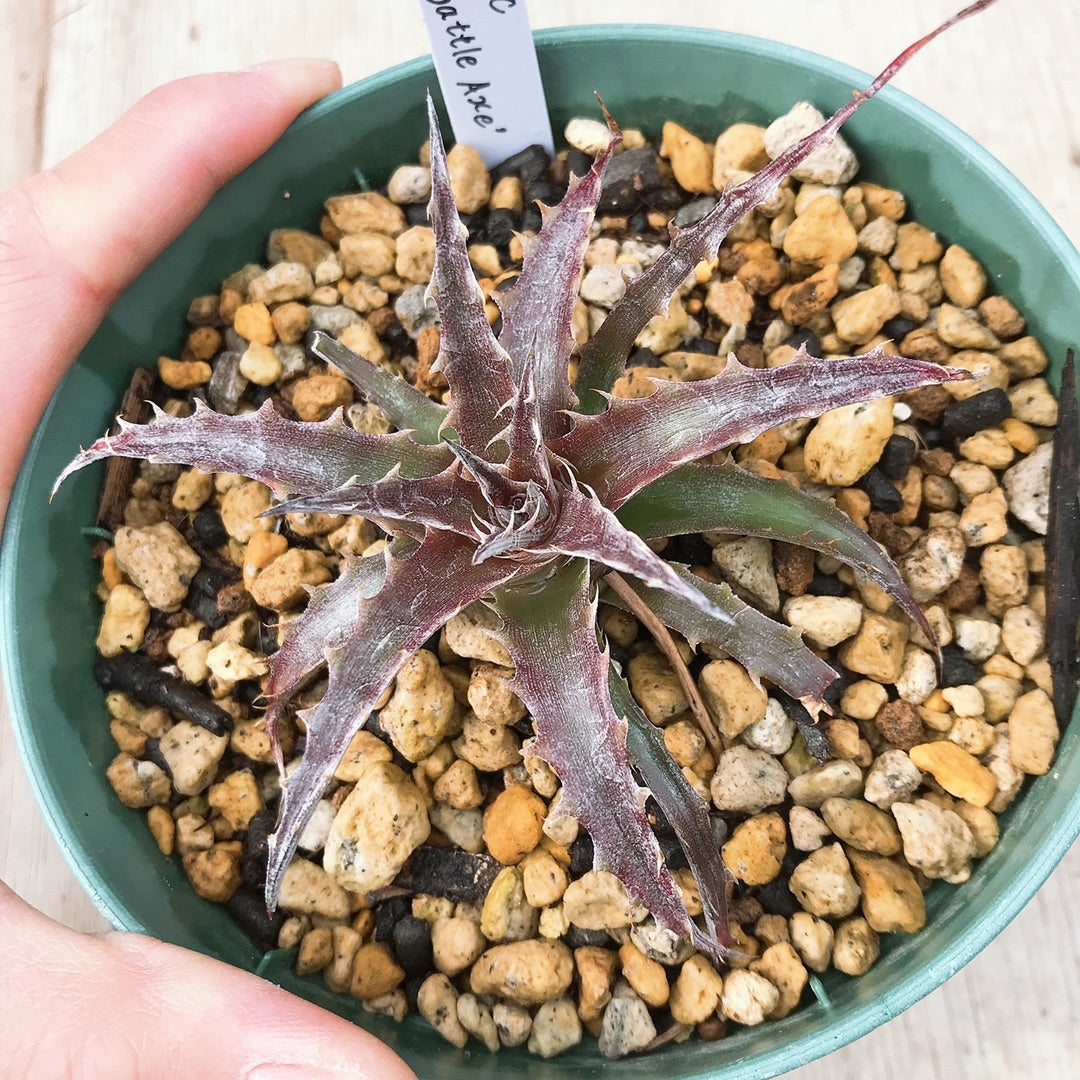 Dyckia 'Battle Axe' (ディッキア バトルアックス) | ~龍の巣窟~