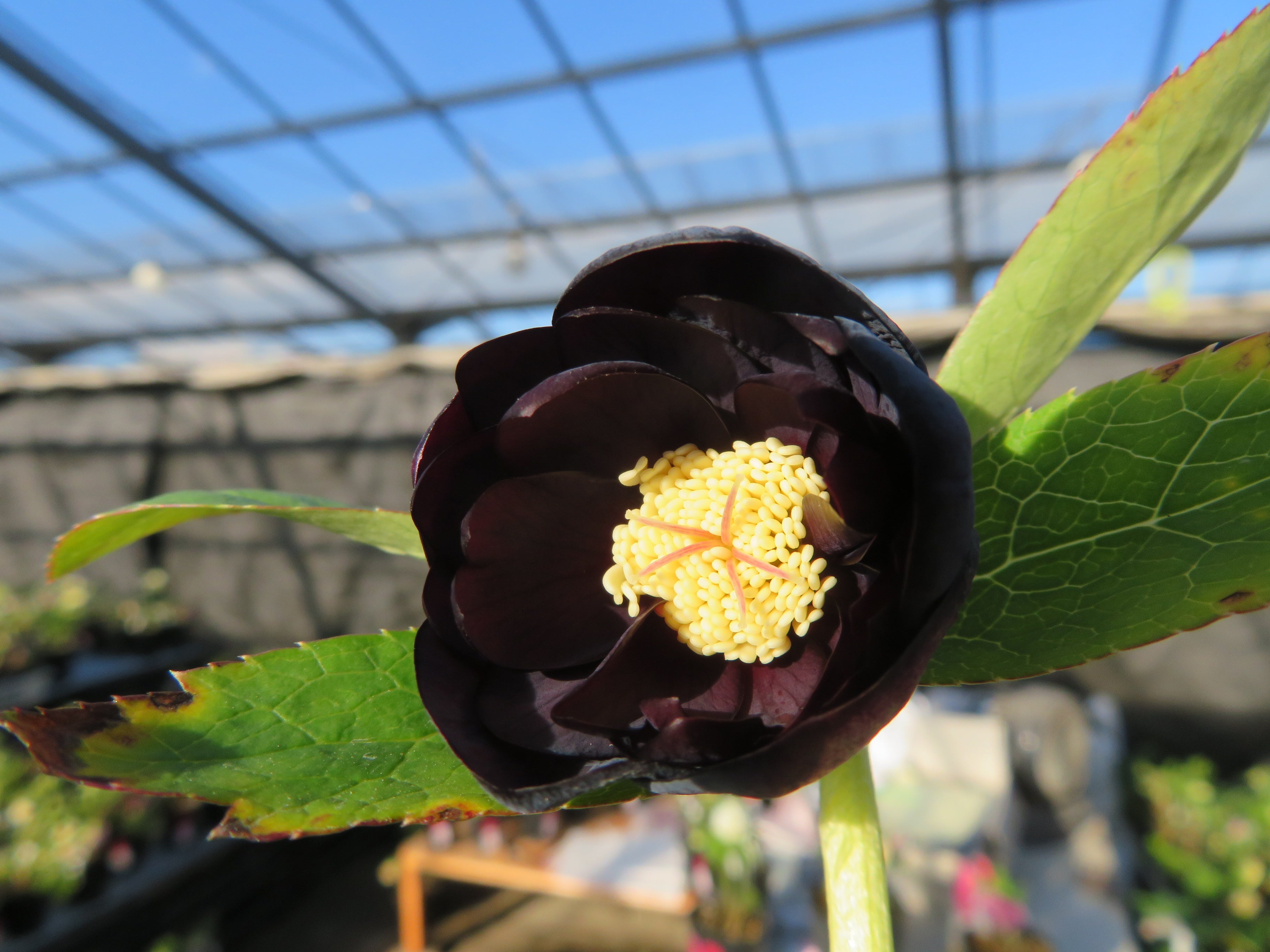 今日のクリスマスローズ 12月31日(*^▽^*) | 加藤農園のブログ