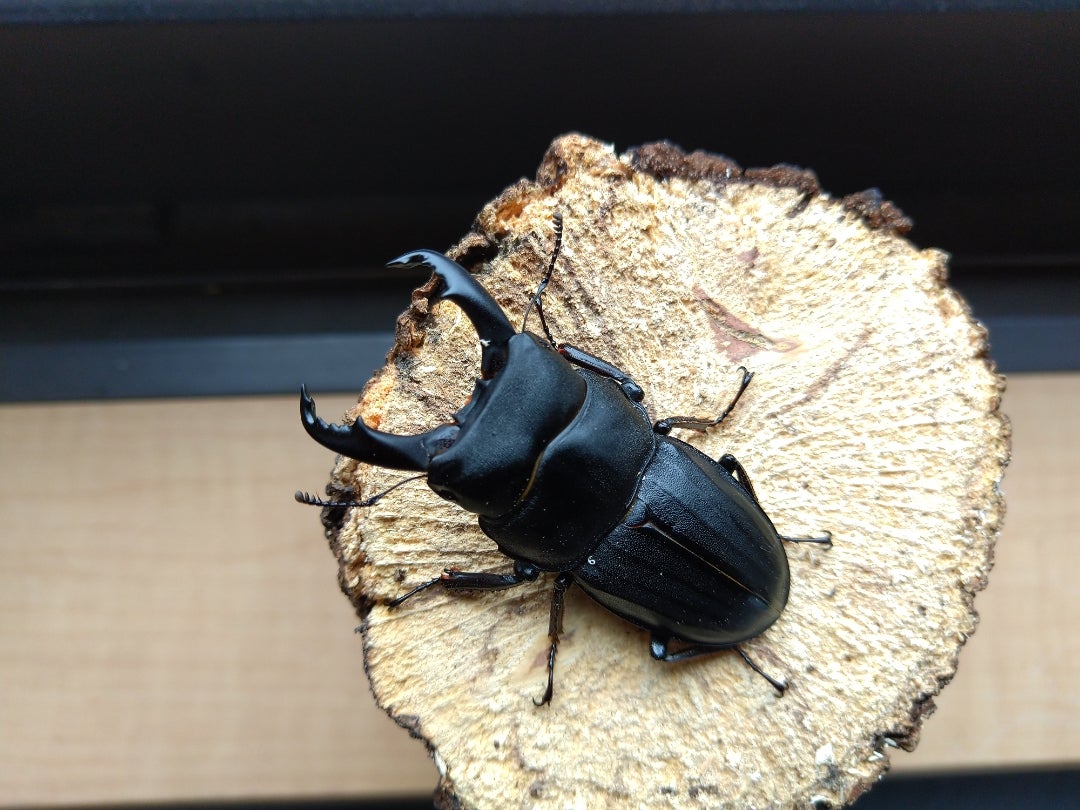 スジブトヒラタ大型♂標本 スジブトヒラタクワガタ 大型ペア ♂65.5mm