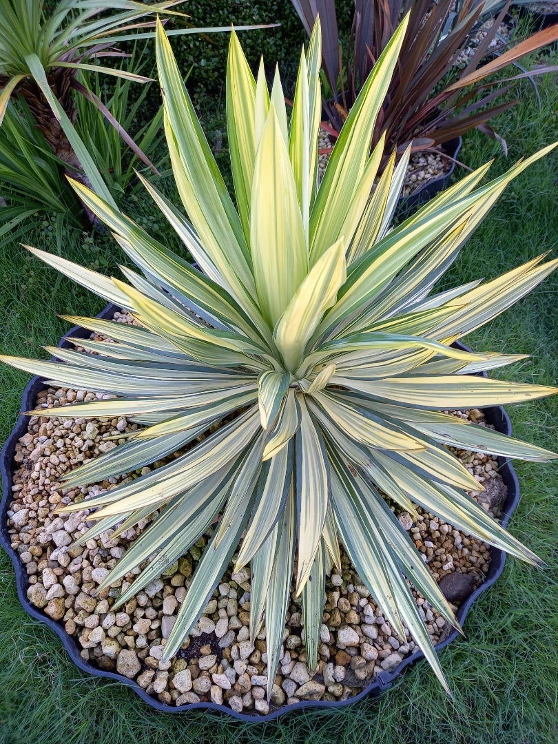 Yucca ユッカ グロリオサ ライジングサン 極上縞斑 本物 レア株 Yucca