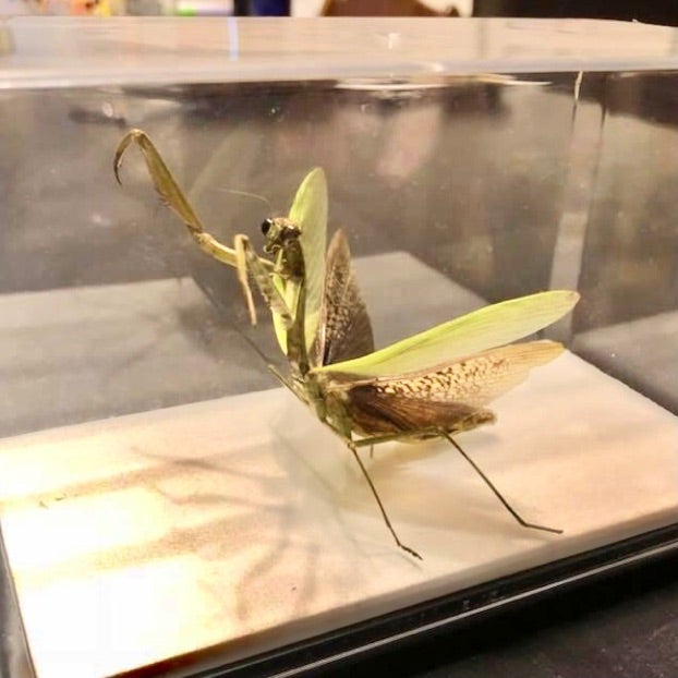 カマキリの立体標本 | あおむしBlog