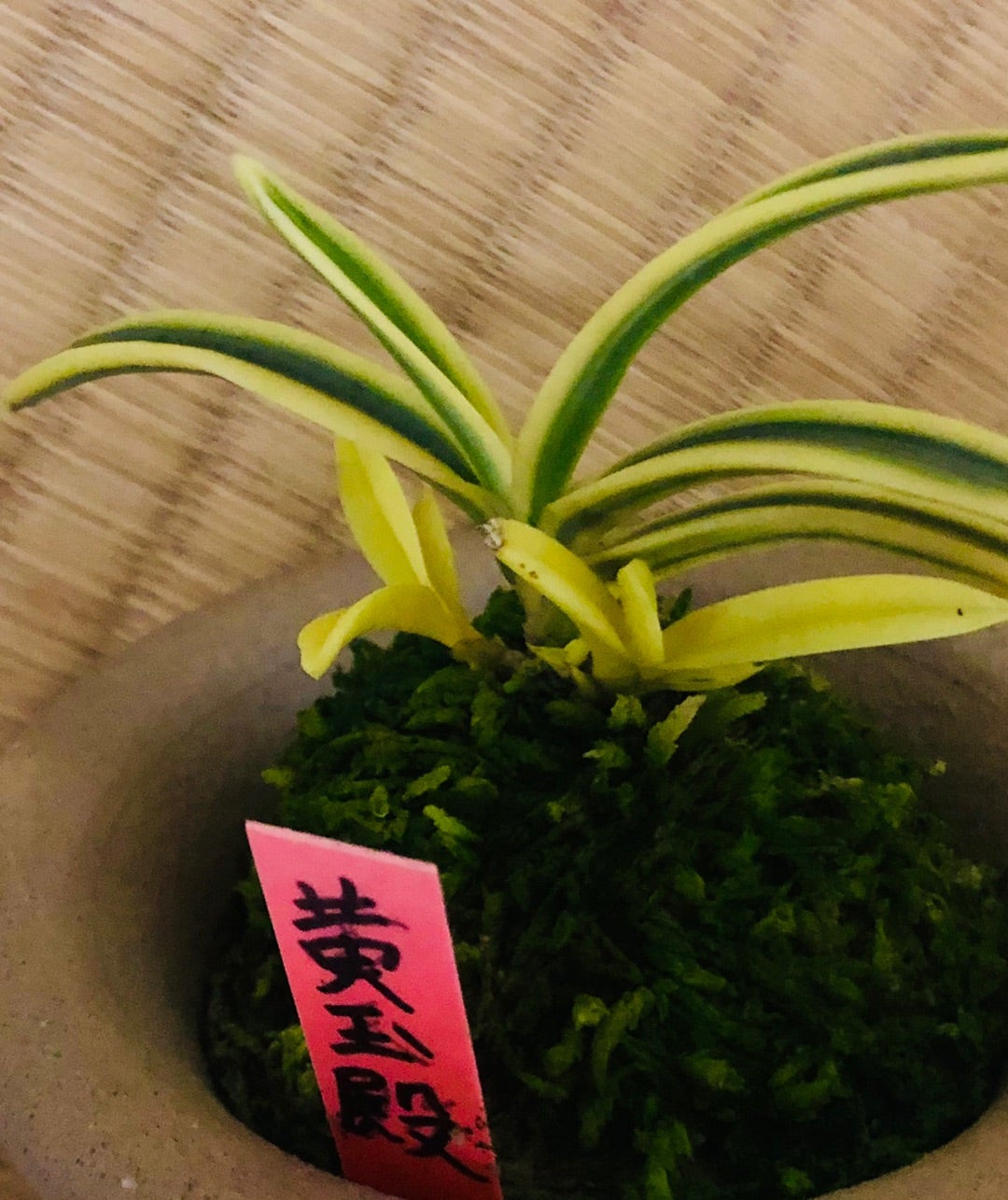 黄玉殿】 | 富貴蘭を楽しんでブログ