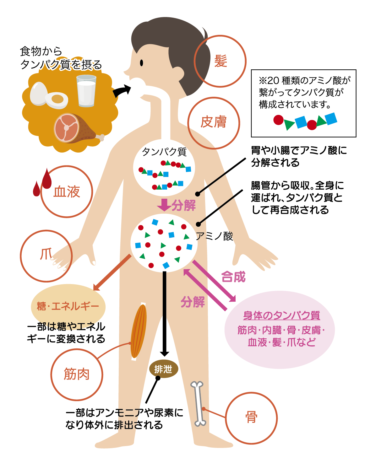 質の良いタンパク質とは？その摂り方について | 分子栄養学のススメ