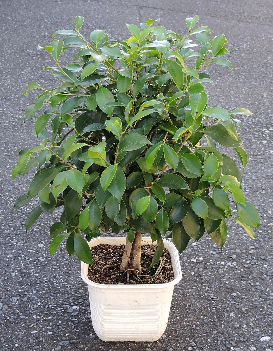 2021年8月、挿し木から3本仕立てのガジュマル その2 7年目の観葉植物