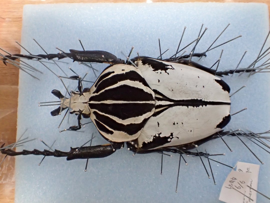 ゴライアス(ゴライアスオオツノハナムグリ)の脂抜き | 京の虫処 京虫庵