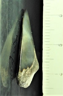 山入層 ホホジロザメ属のハスタリスの歯化石 | kulif 化石 富貴蘭 石斛