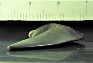 山入層 ホホジロザメ属のハスタリスの歯化石 | kulif 化石 富貴蘭 石斛