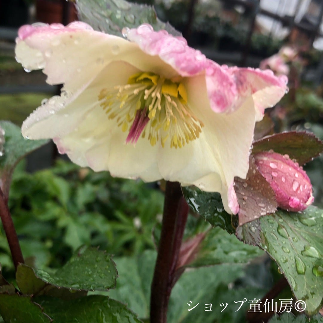 IceN'roses氷の薔薇ビアンコ】が咲き始めました。 | クリスマスローズ