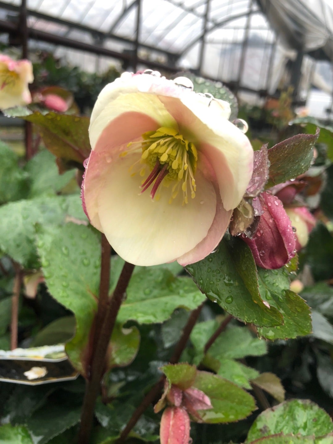 IceN'roses氷の薔薇ビアンコ】が咲き始めました。 | クリスマスローズ