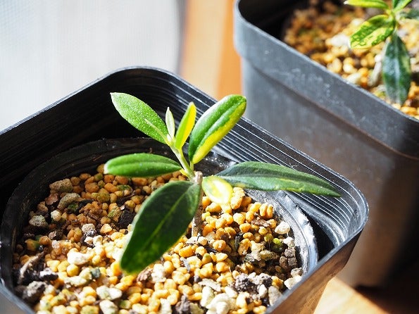 斑入りオリーブの挿し木苗の愛おしい生長 | ブログ版Olive&SucculentGarden
