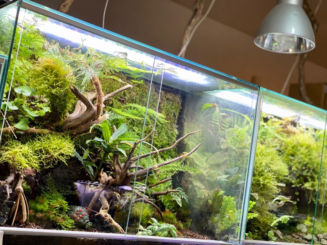 春が近づいて来た？？植物が次々に開花！！ | ヤドク＆パルダリウ部