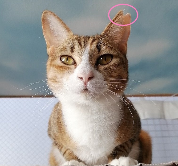 ご確認ページ 左耳の先ピンクに あと全体的に明るく彩色+猫部分をツヤ