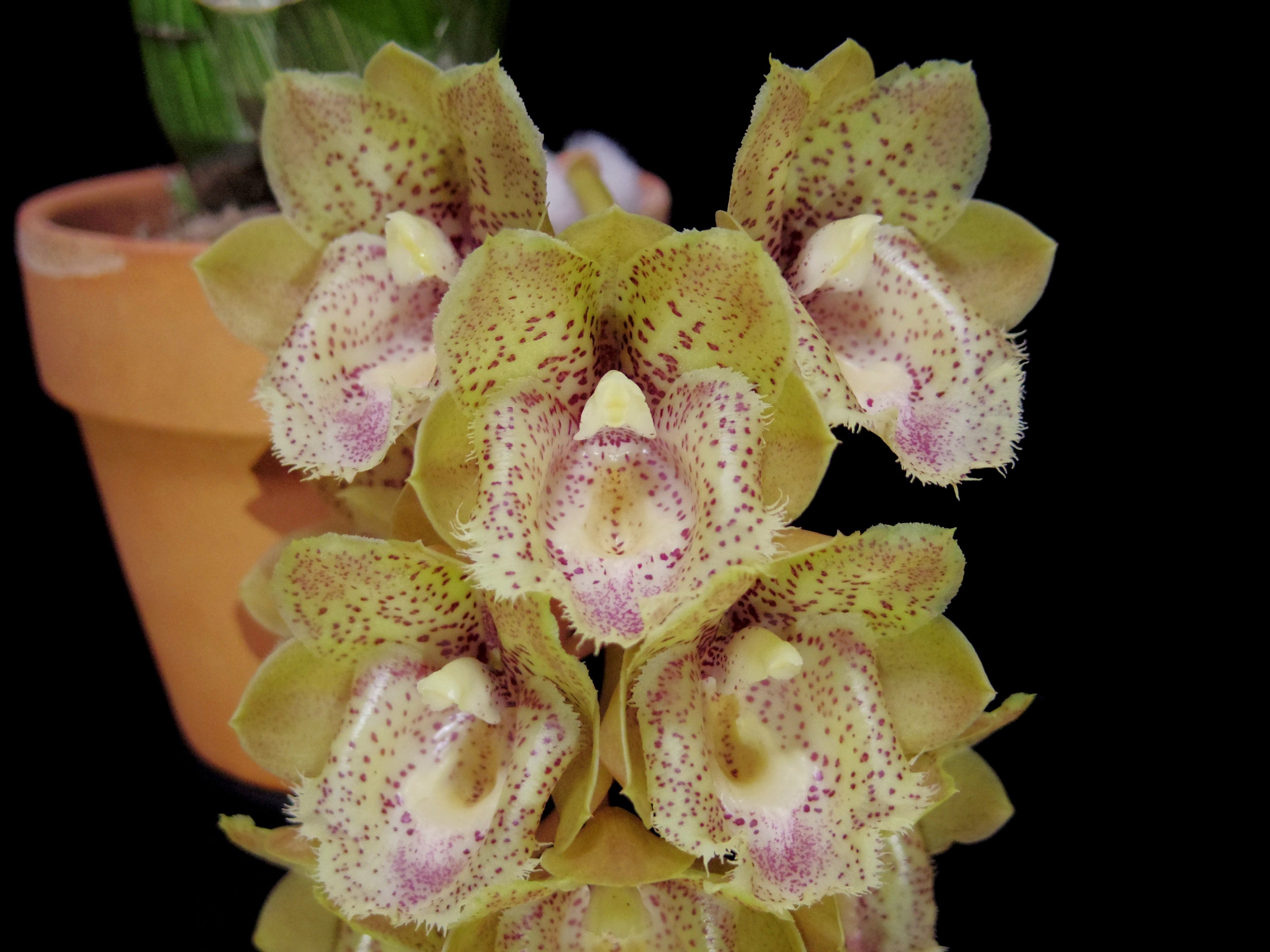 Clo. Amazing Grace 'Inspire' SBM/JOGA | No orchid, no life. ～蘭を