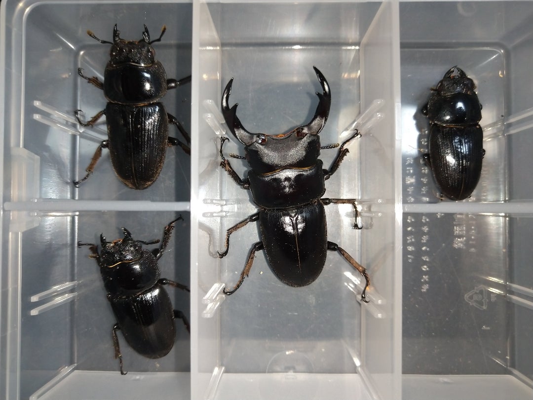 オオクワガタ（材割り採集個体）を取り出しました！ | kuwa-yanagawaの