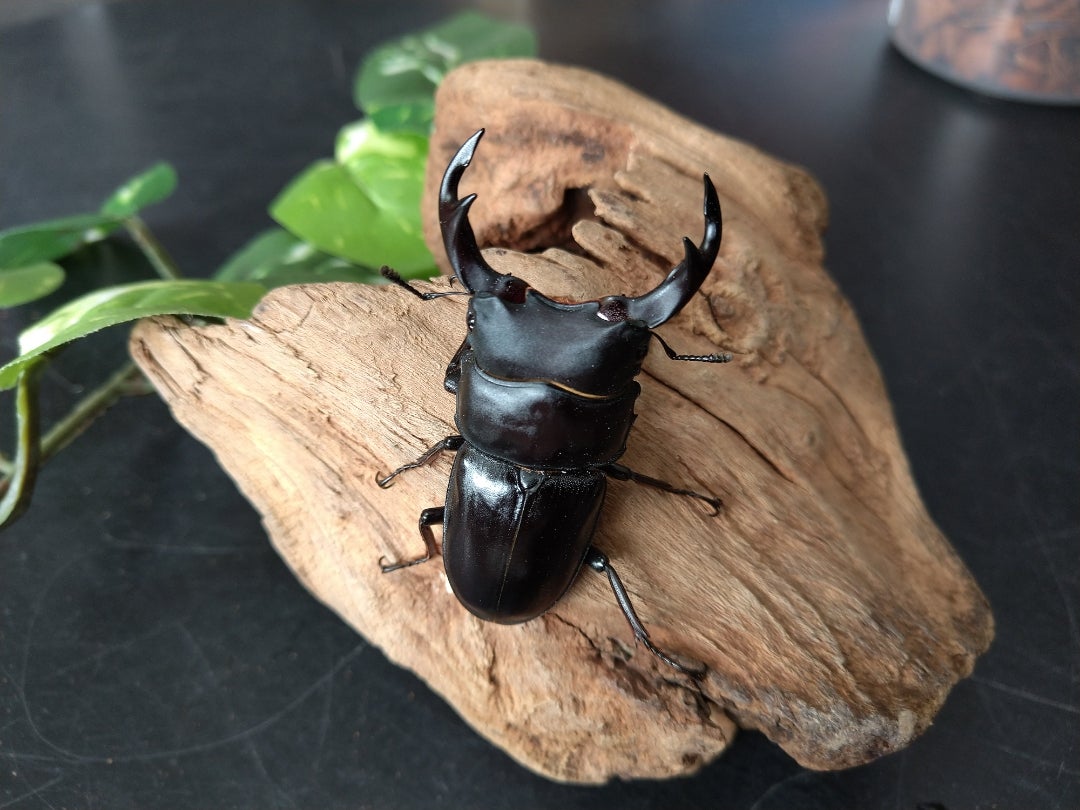 オオクワガタ（材割り採集個体）を取り出しました！ | kuwa-yanagawaの