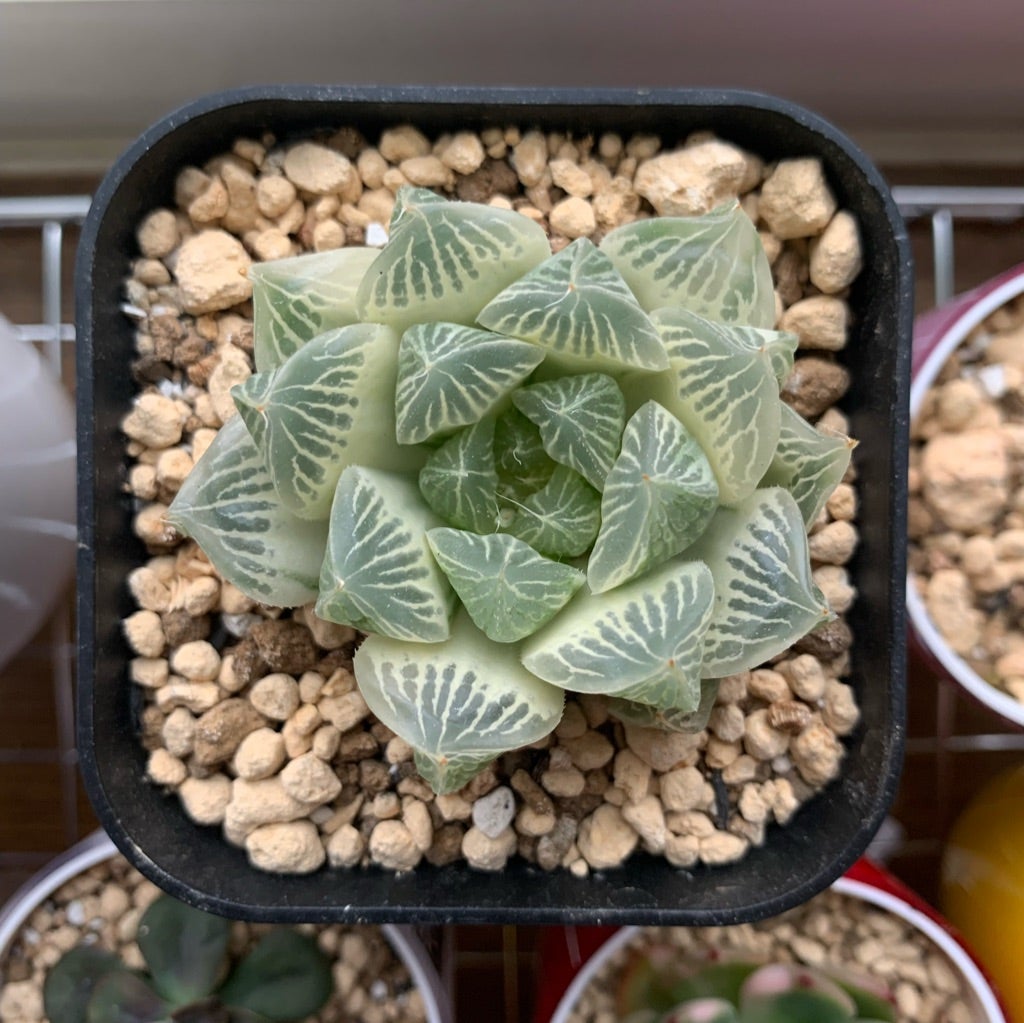 春だよ！ ハオルチア 白蛇伝 子株外し | 無職インセクトの多肉