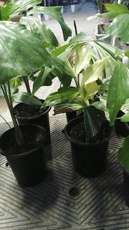 クジャクヤシ斑入り | 「観葉植物生産者」のブログ