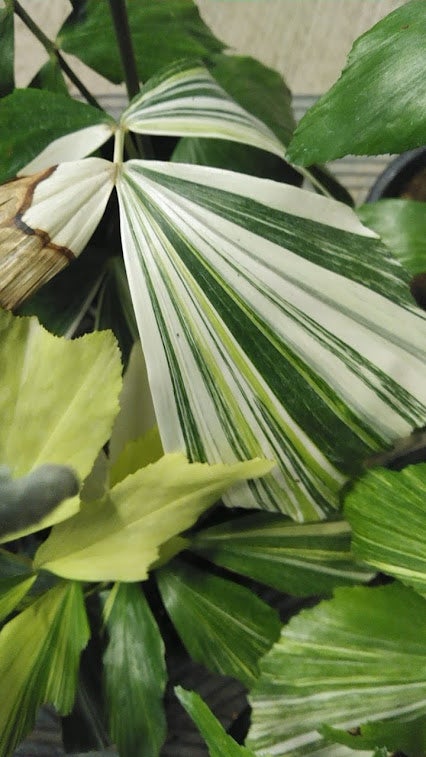 クジャクヤシ斑入り | 「観葉植物生産者」のブログ