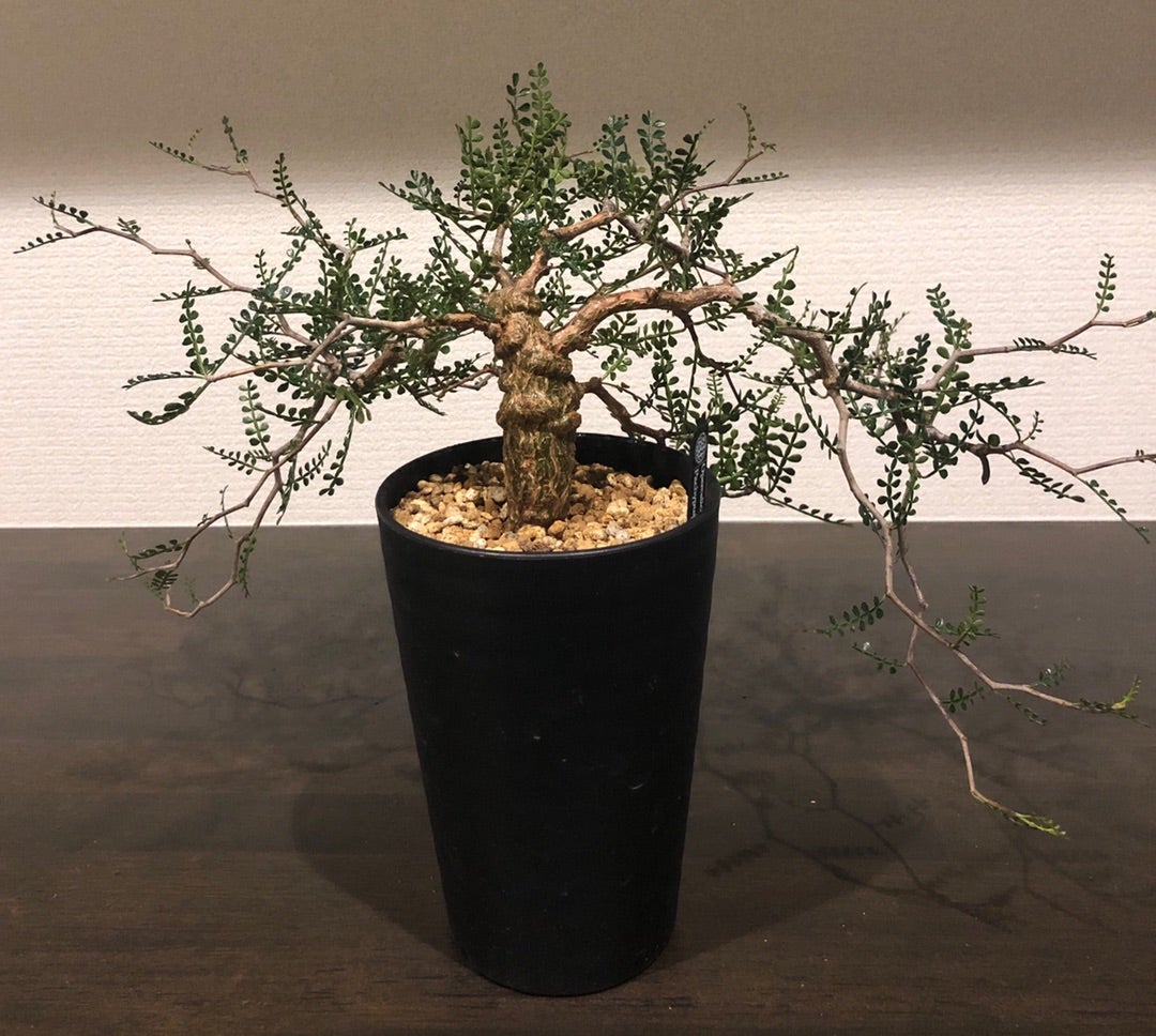 オペルクリカリア パキプス実生株 3年目 | Pachytycedium