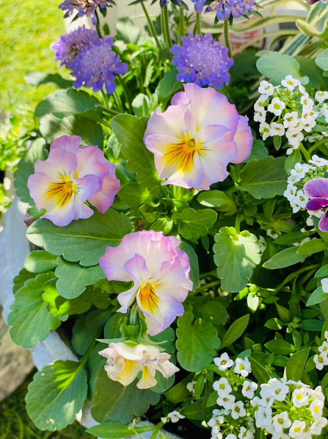 ハナ パルファンブルー&ヴィオレッタ ハナ パルファンブルー