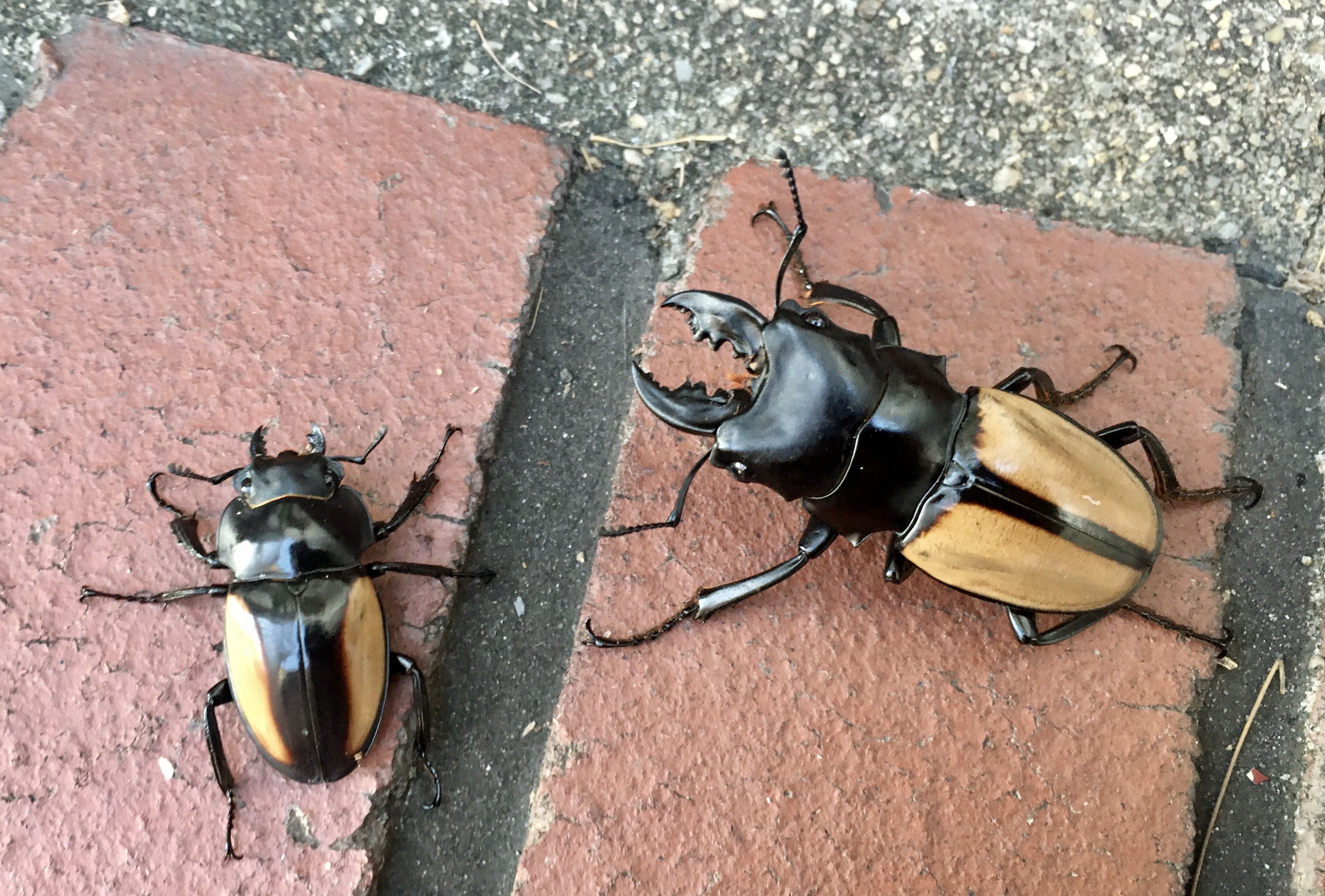 ベルシコロールツヤクワガタ 飼育1 | エスライタのクワガタ飼育(常温
